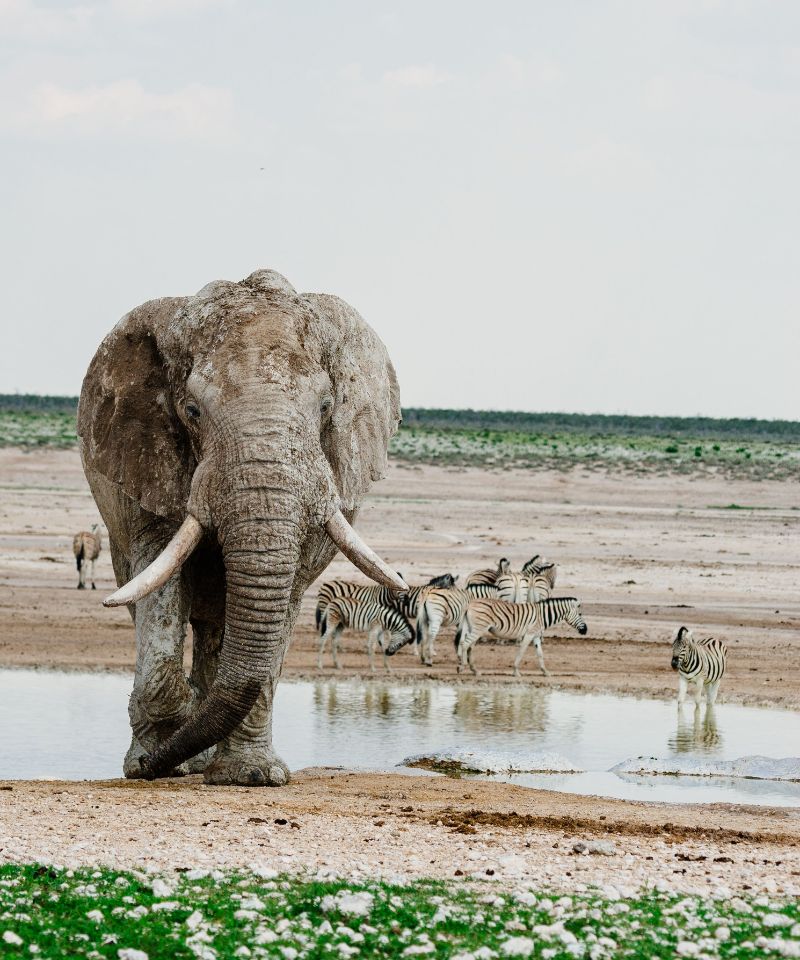 african-elephant-standing-in-a-savannah-landscape
