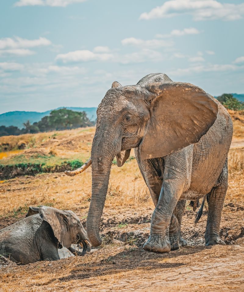 african-elephants-in-the-wild