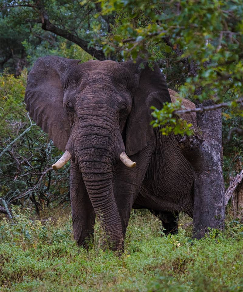 huge-elephants-at-kruger-national-park-south-africa