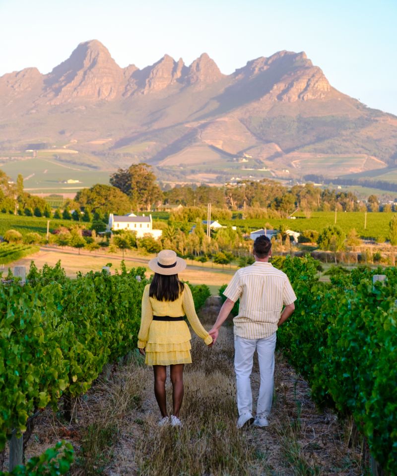 vineyard-landscape-at-sunset-with-mountains