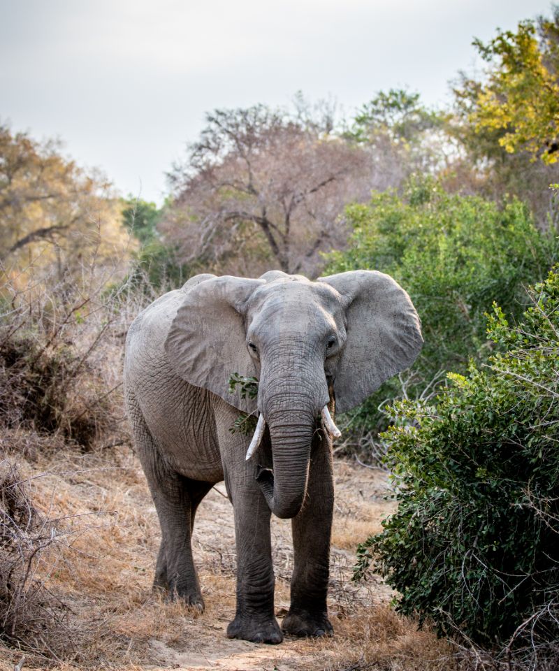 big-elephant-eating-and-starring-at-the-camera