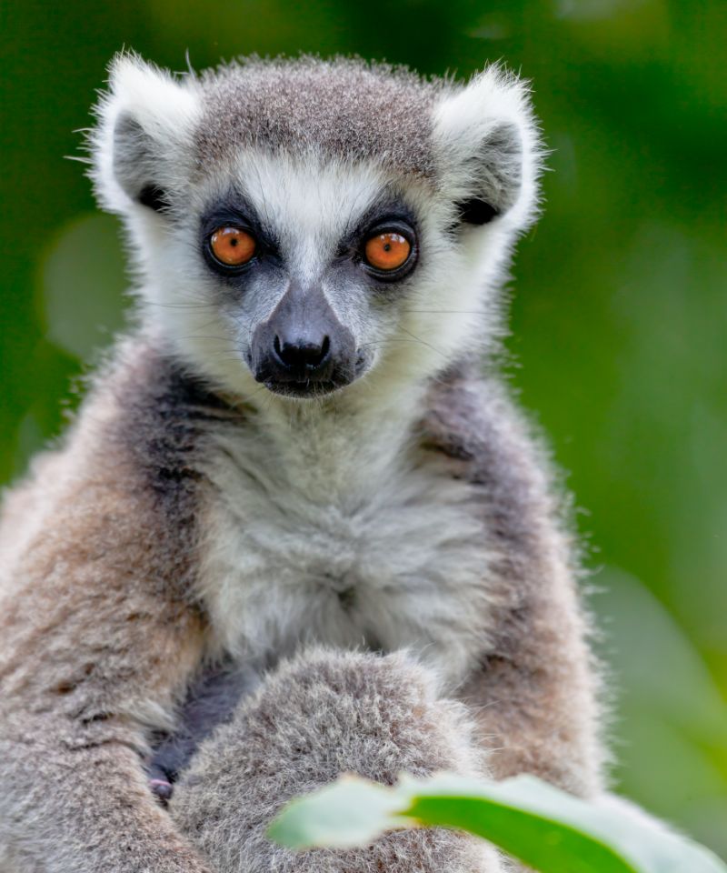lemur-of-ring-shaped-tail-lemur-catta
