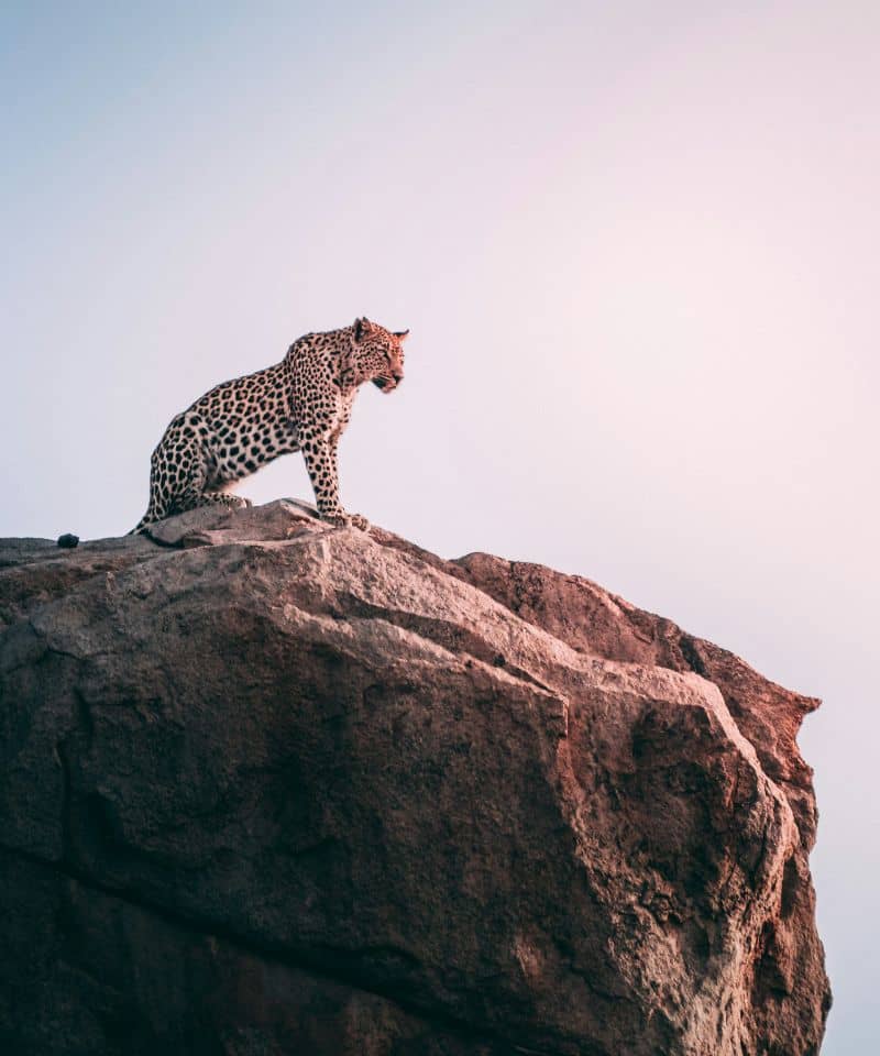 photographic safaris (1)