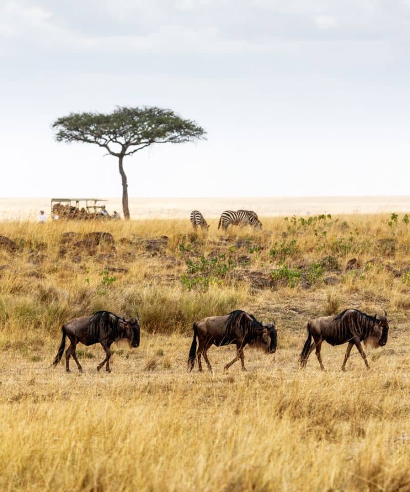 safari-drive-with-wildebeest-and-zebra