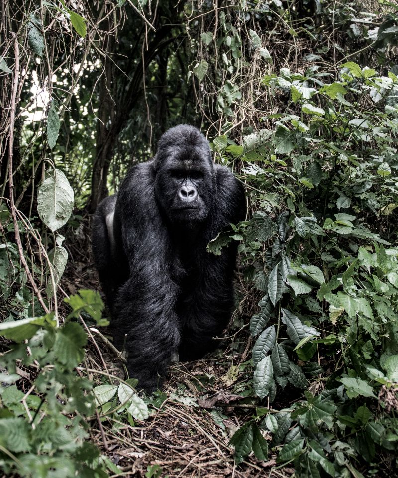 silverback-mountain-gorilla-in-the-virunga-national-park