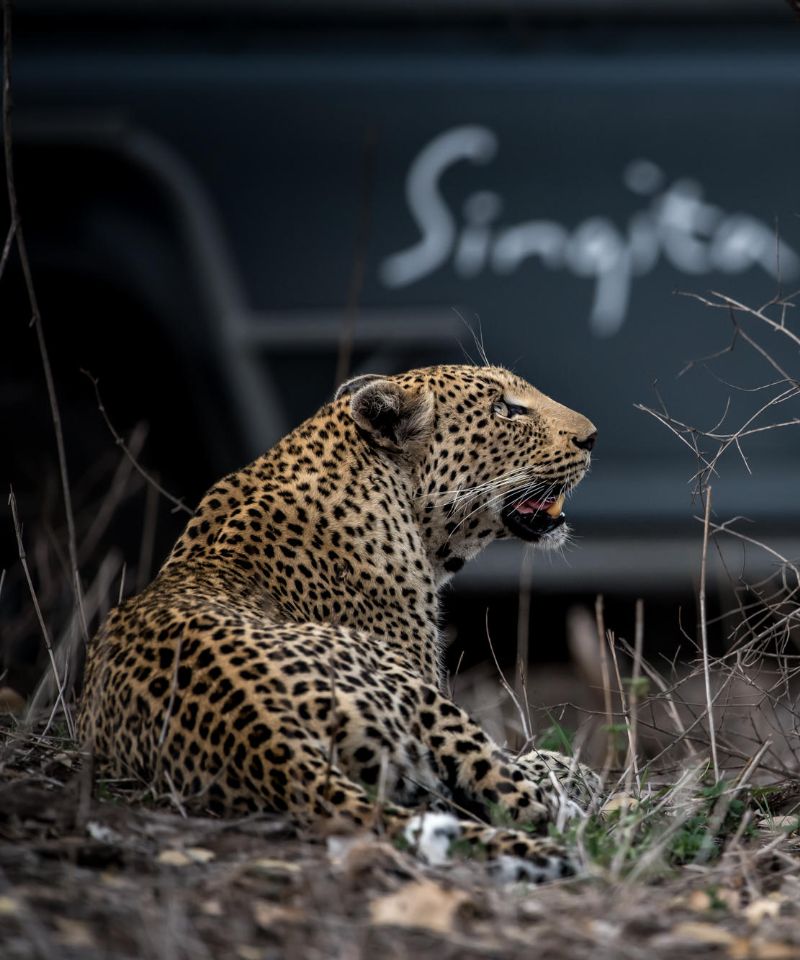 singita leopard