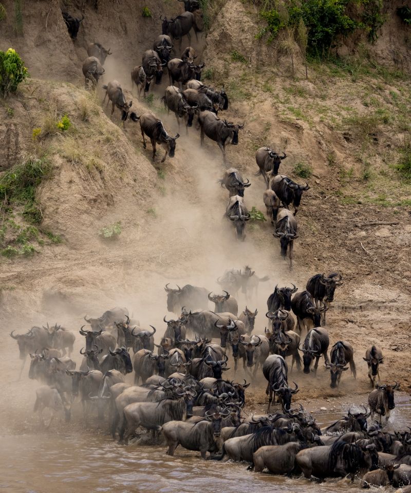 the-great-migration-in-africa-2023