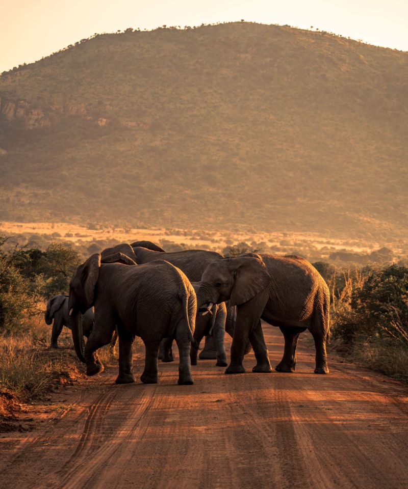 vertical-shot-of-african-bush-elephants-in-pilanesberg