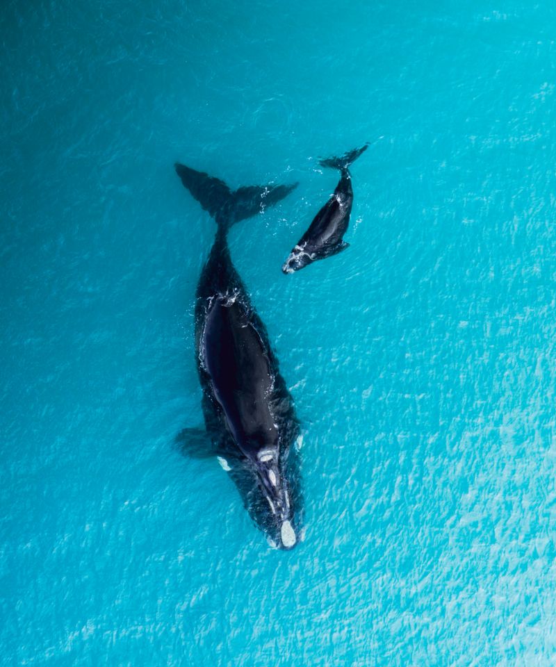 beautiful-shot-of-a-southern-right-whale