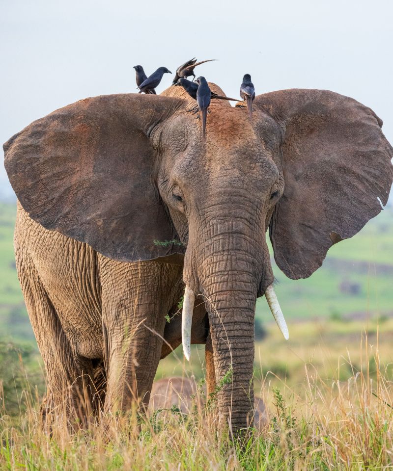 vertical-portrait-of-a-cute-elephant-with-birds-on-2023-11-27-05-32-58-utc (1)