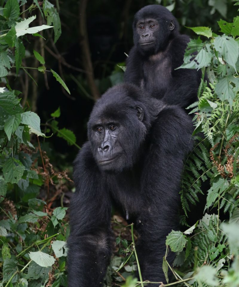a-mother-gorilla-with-her-baby-on-her-back
