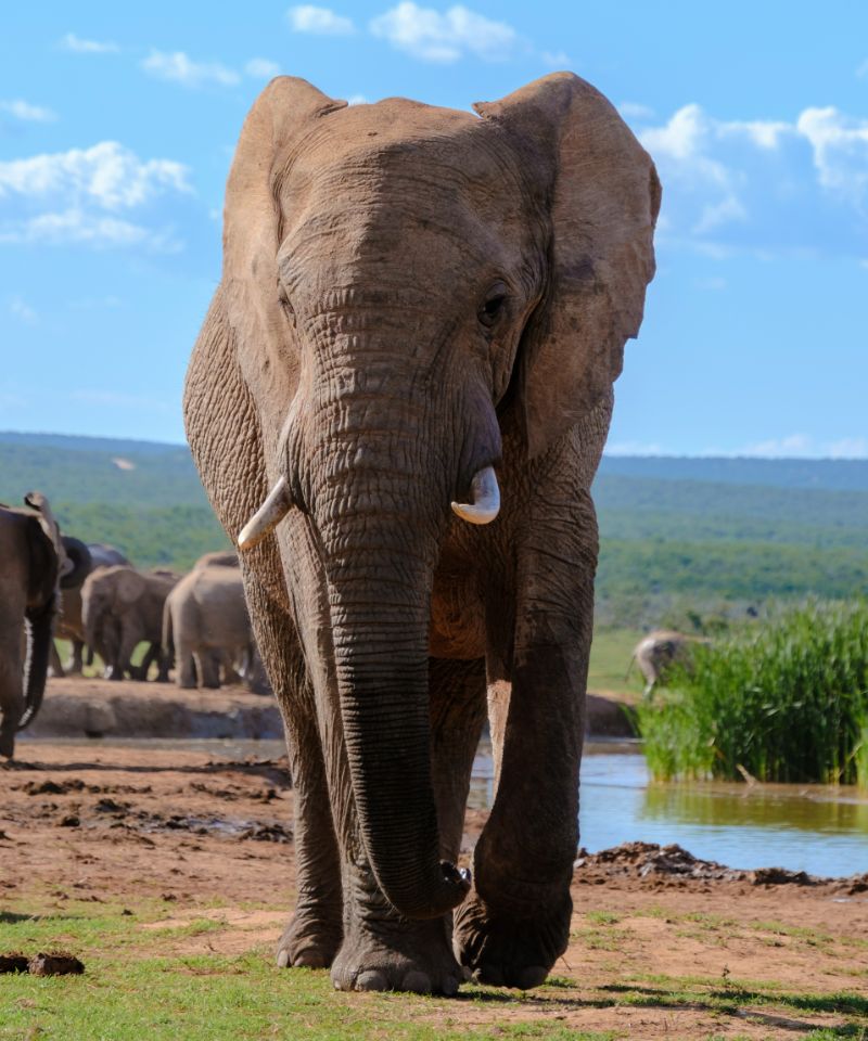 addo-elephant-park-majestic-elephant