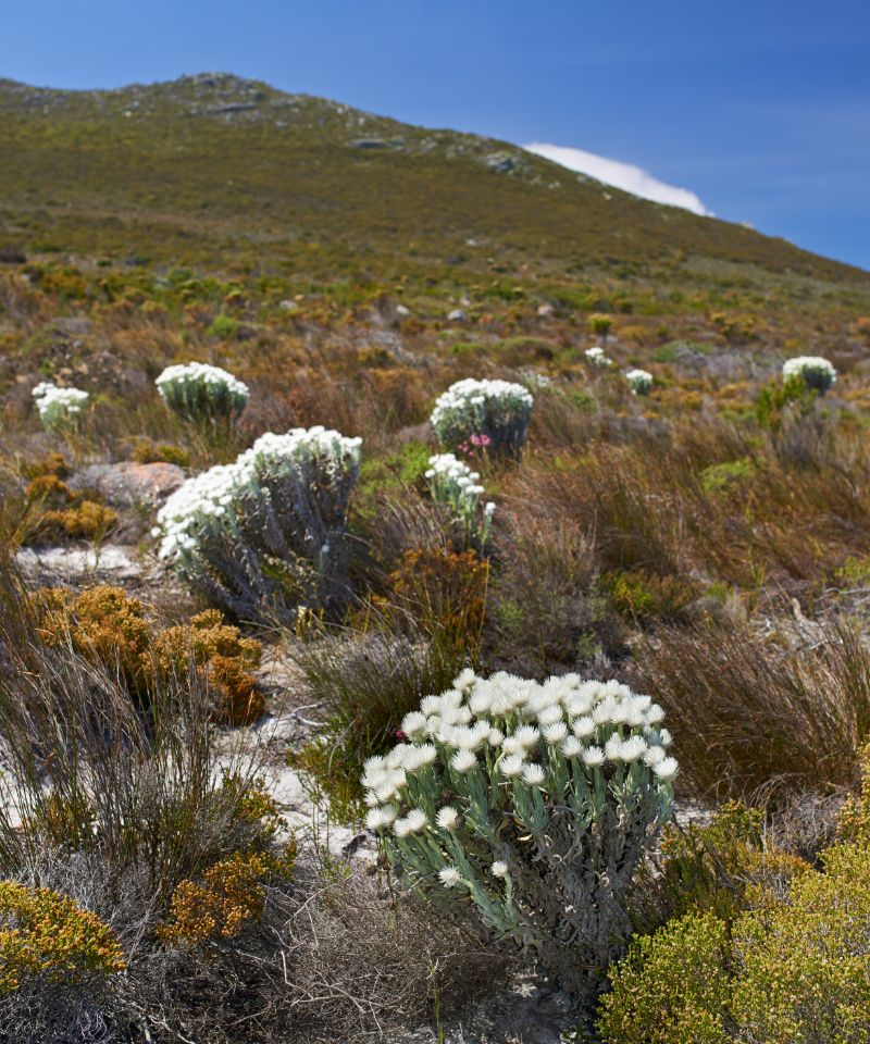 addo-fynbos-on-a-hill