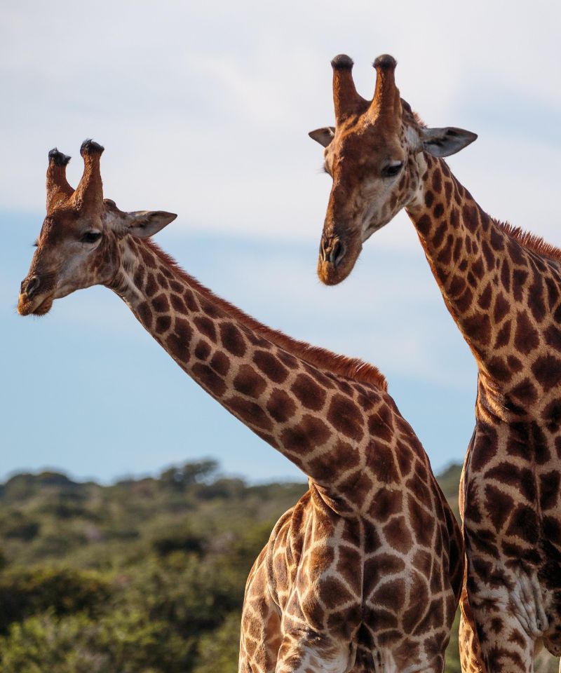 amakhala-giraffes