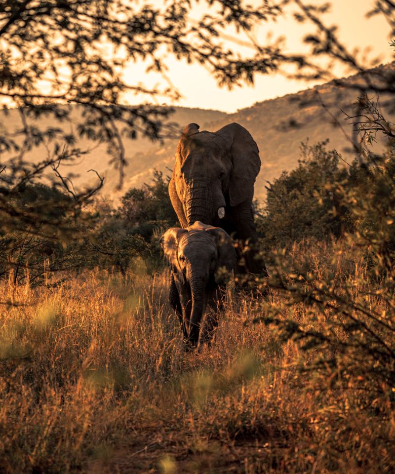 amakhala-vertical-shot-of-african-elephants