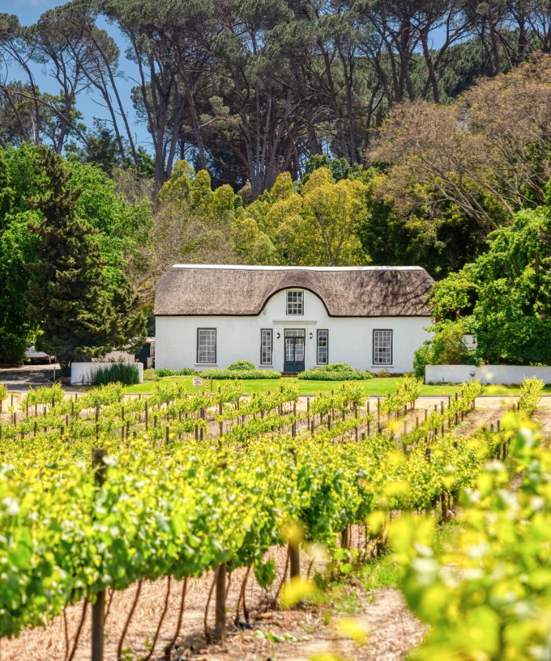cape-winelands-vineyard-and-cape-dutch-homestead