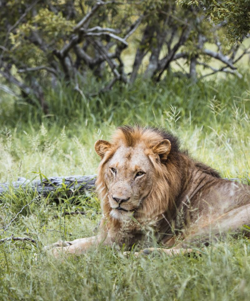 lion-in-the-kruger-national-park