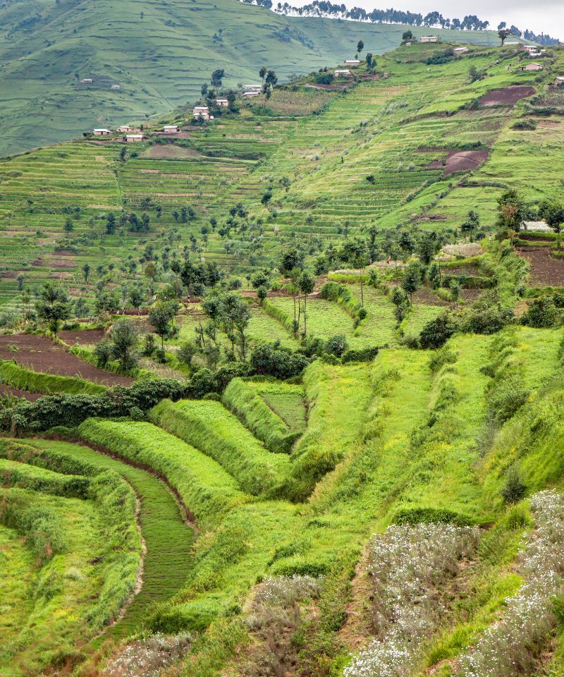 radical-terracing-in-rwanda