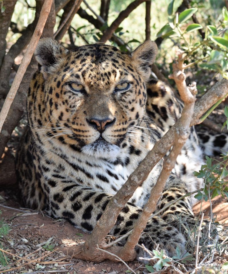 shamwari-cheetah-resting-in-the-bush