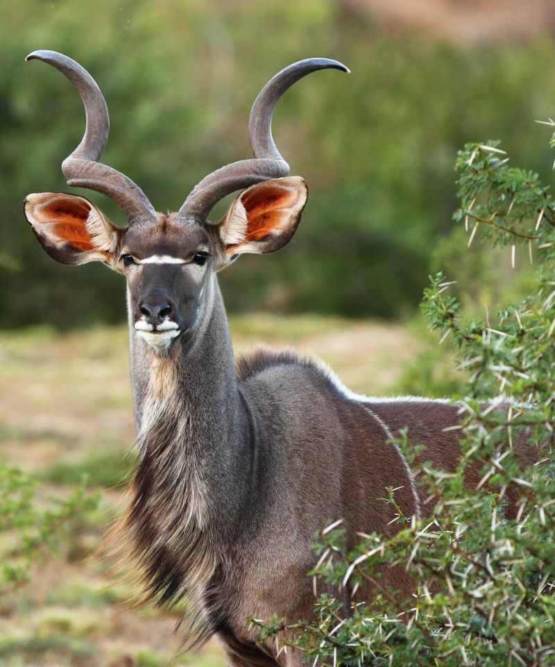 shamwari-flora-and-fauna