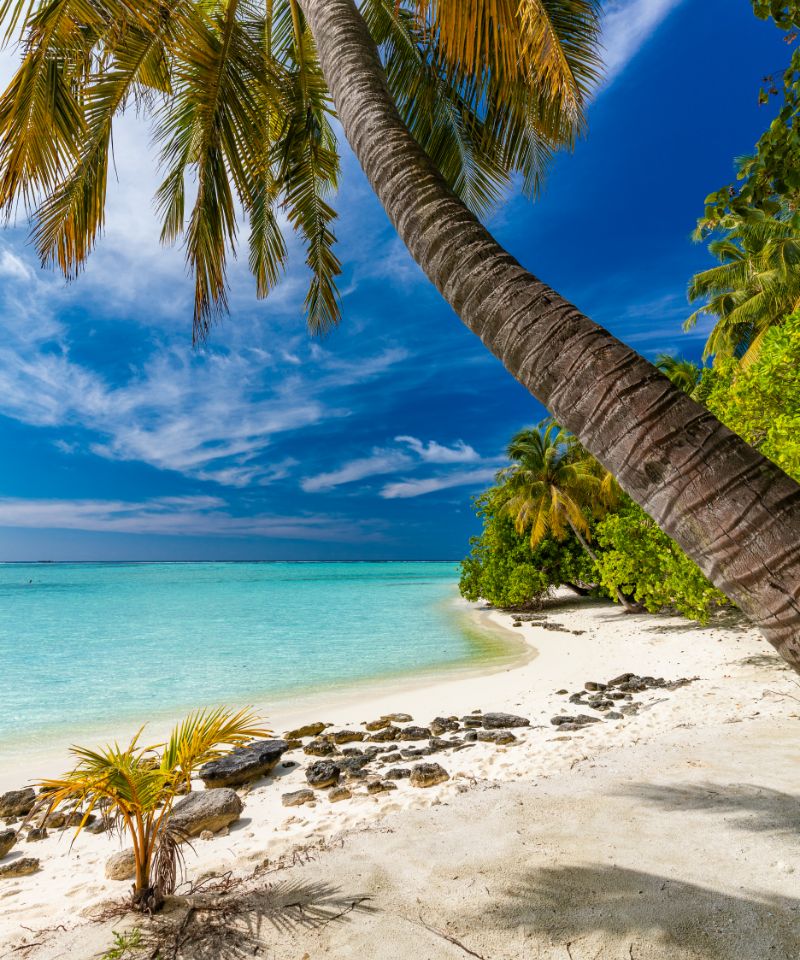 tropical-beach-in-maldives-with-palm-trees