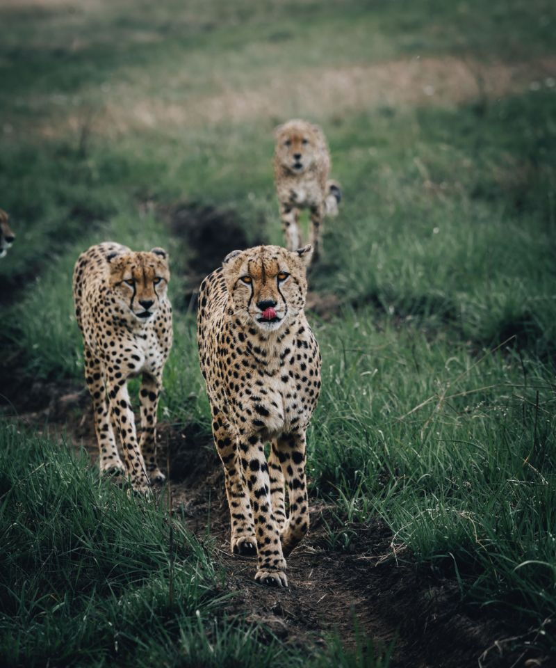 vertical-shot-of-the-cheetahs-walking-rwanda