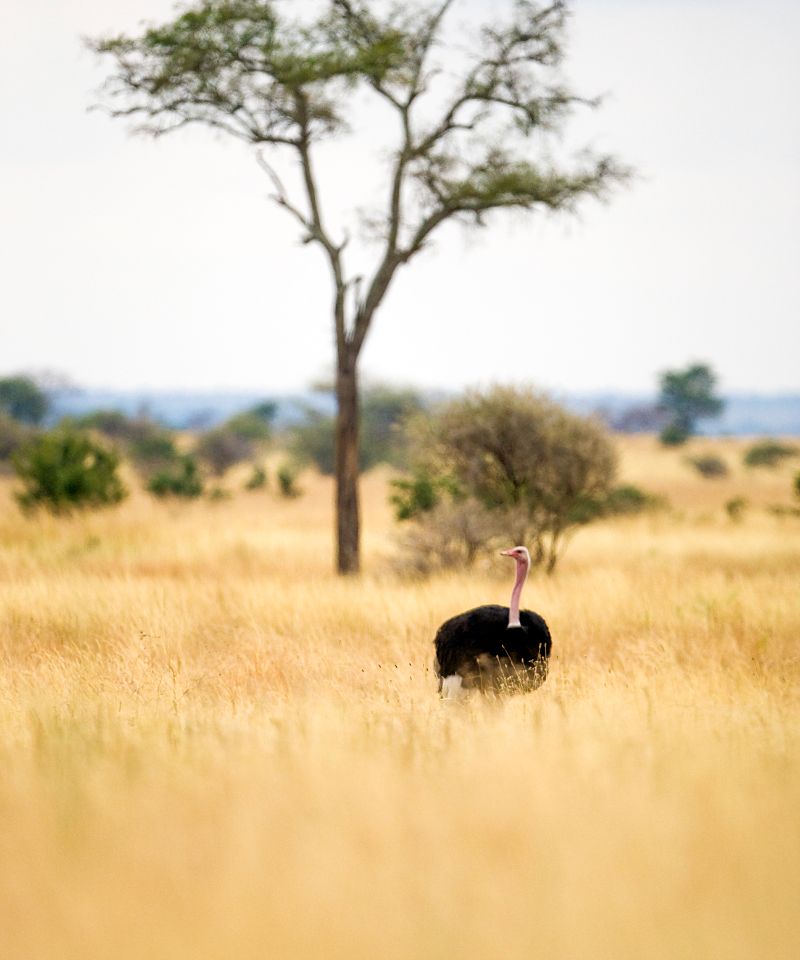wild-ostrich-in-african-savannah