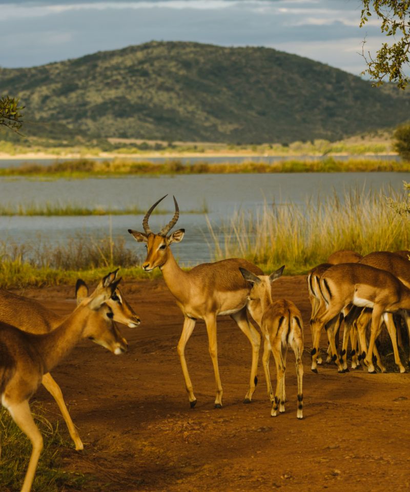 zambia-impala-playing