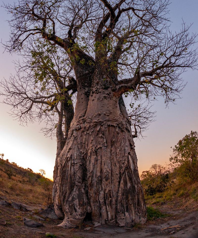 zambian-baobab-tree-at-dusk
