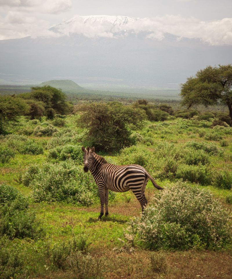 zebra-in-front-of-mount-kilimanjaro