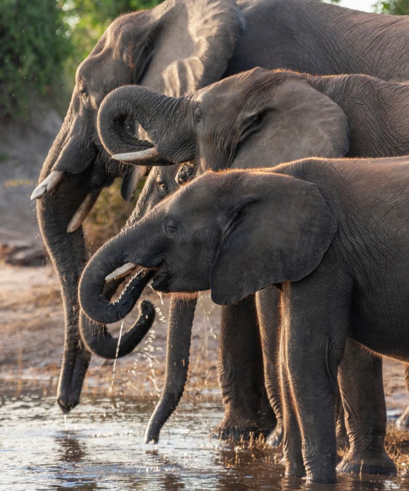 african-elephants-botswana