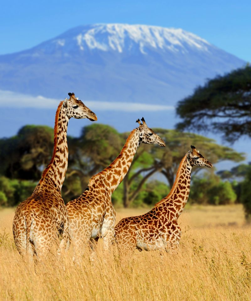 amboseli-kilimanjaro-backdrop