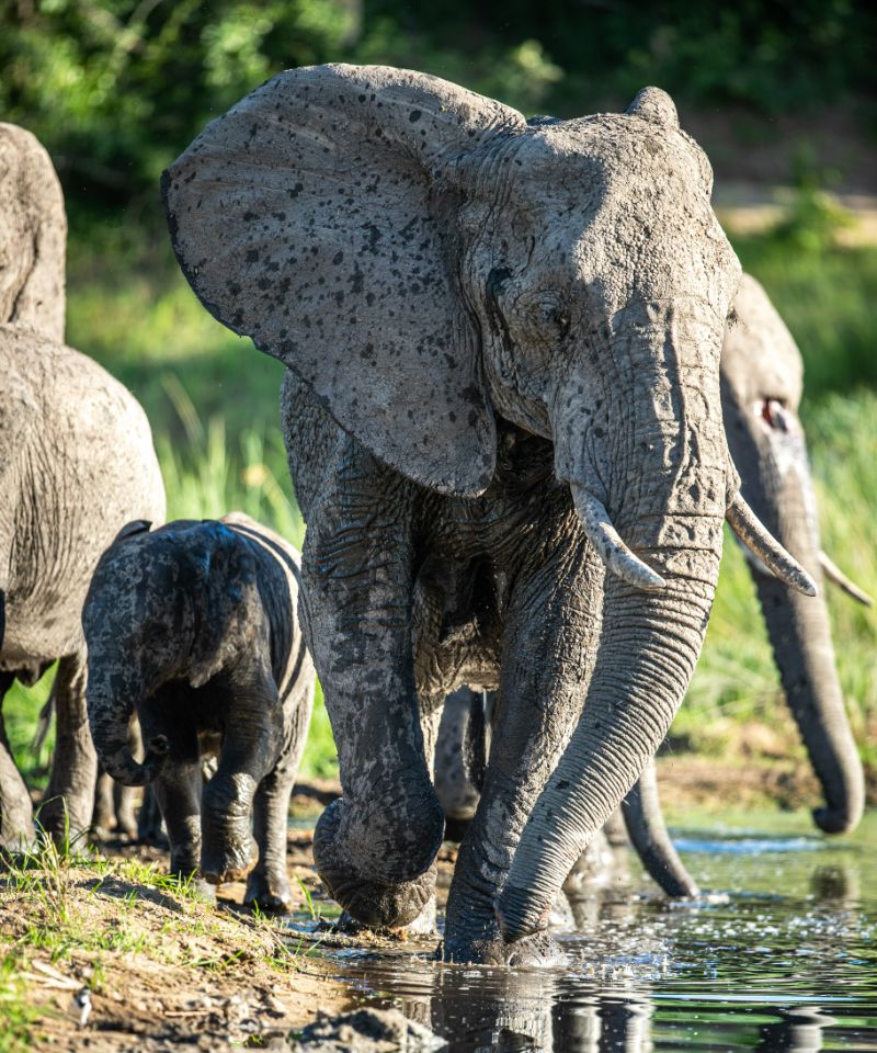 an-elephant-and-calf-loxodonta-africana-run-thro-2023-11-27-05-05-52-utc (1)