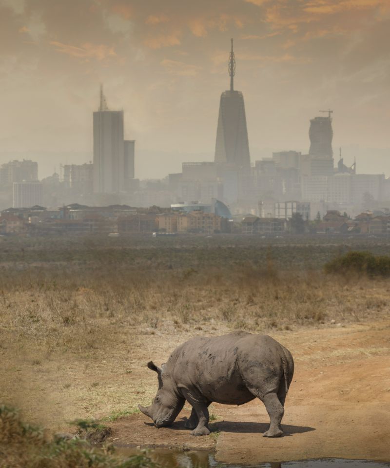 black-rhino-grazing-nairobi-national-park-nairob-2024-06-27-04-50-34-utc