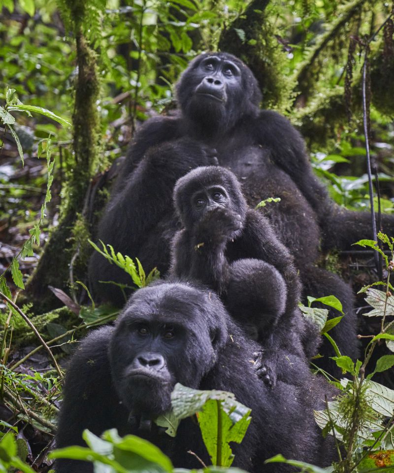 bwindi-primal-elegance