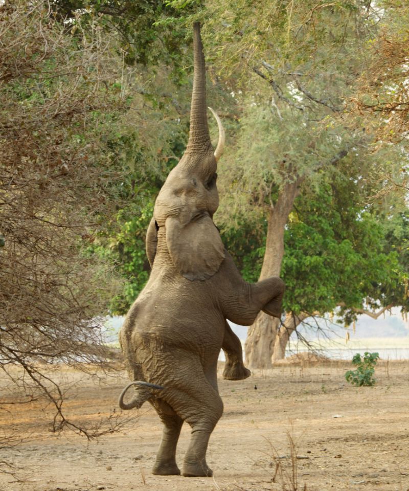 elephant-loxodonta-africana-standing-on-hind-leg