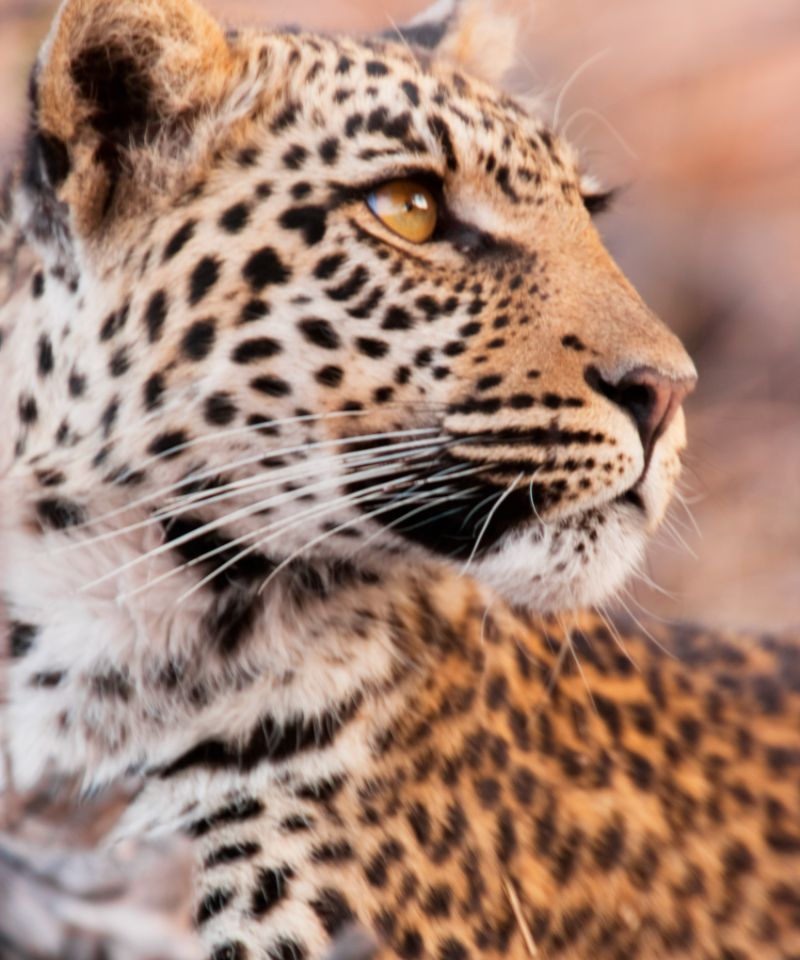 leopard-chobe-national-park-botswana-2023-11-27-05-22-42-utc (1)