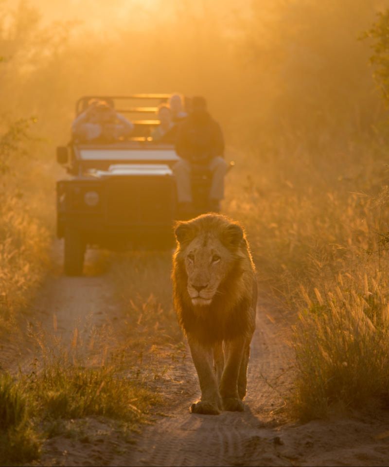 lion_sands_safari_4_game_drive-3_preview (1)
