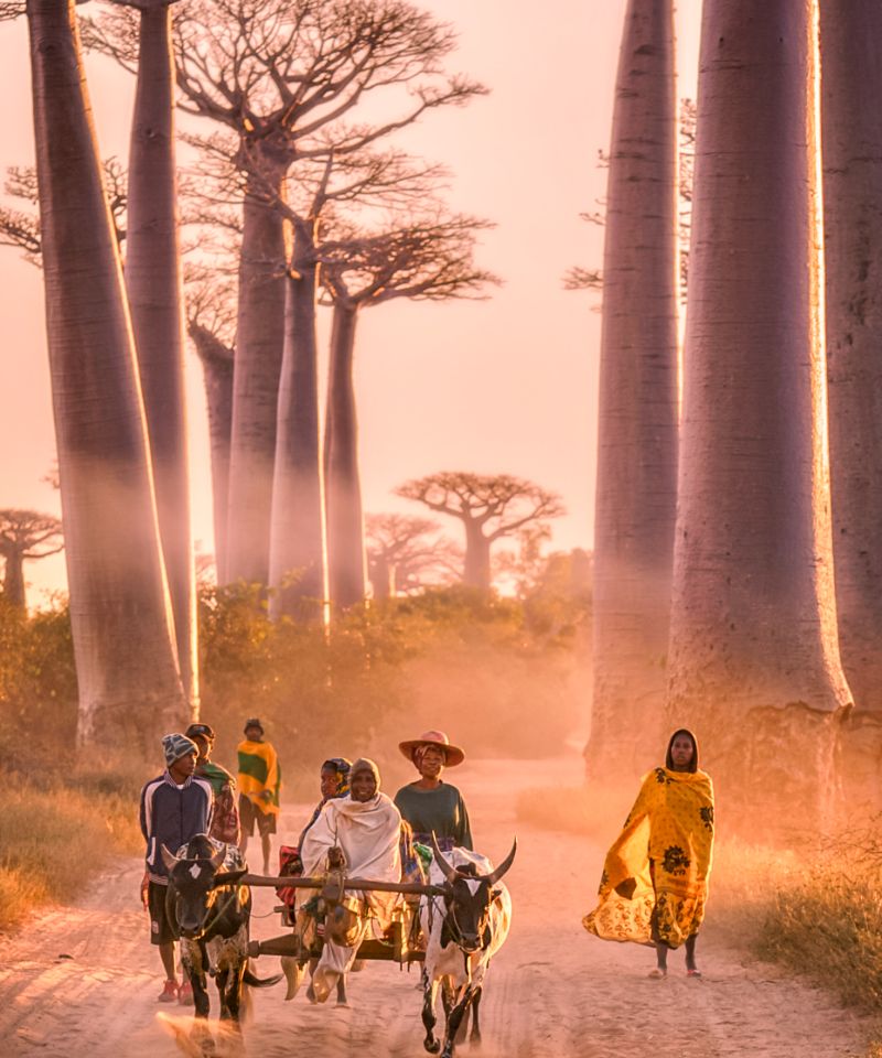 mighty-baobab-trees-on-a-dusty-road-at-sunset