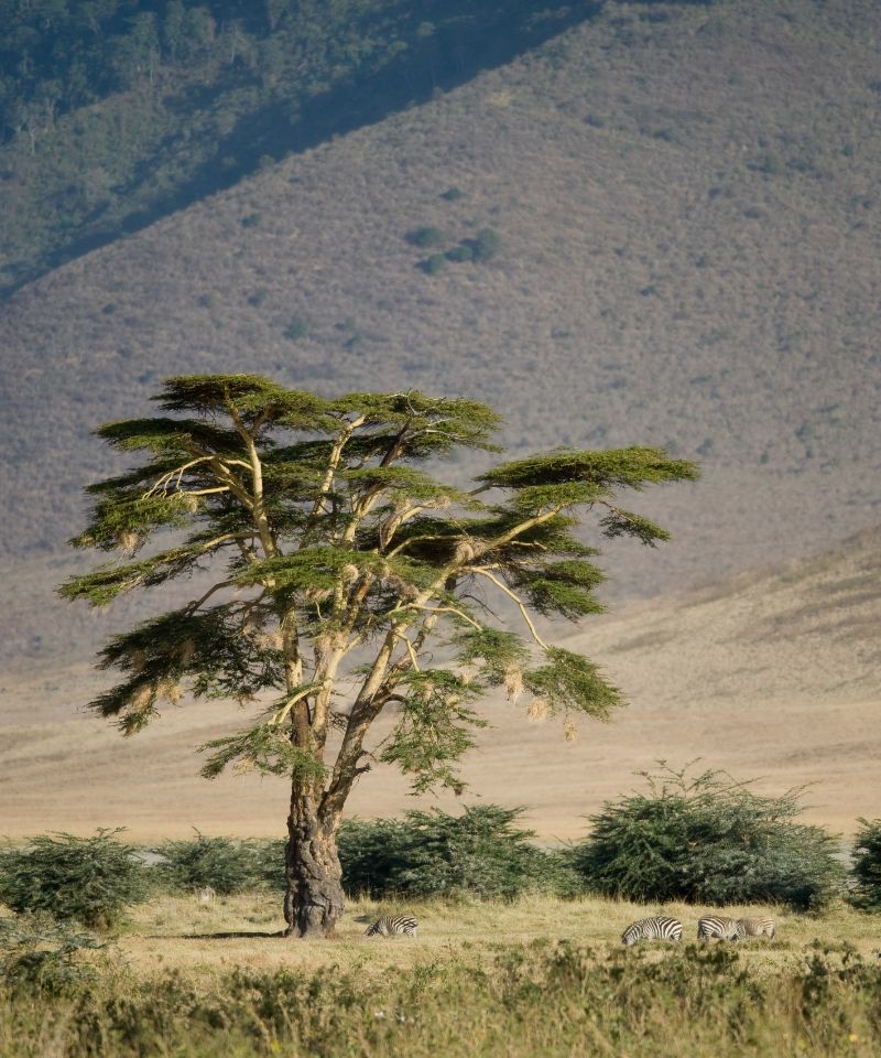 ngorongoro-crater-scenic-majesty