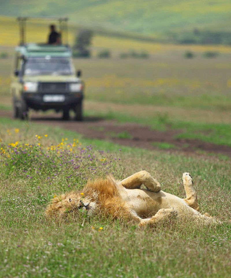 ngorongoro-wildlife-wonderland