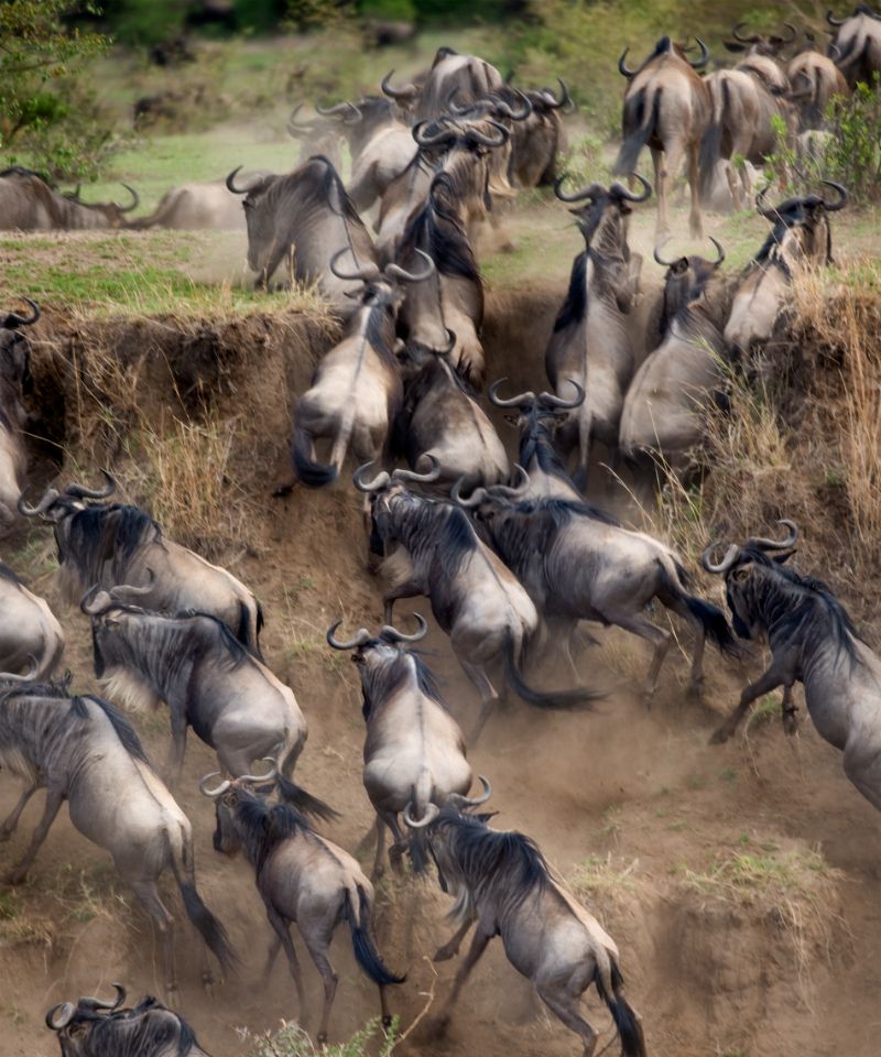 serengeti-wildlife-symphony-in-motion