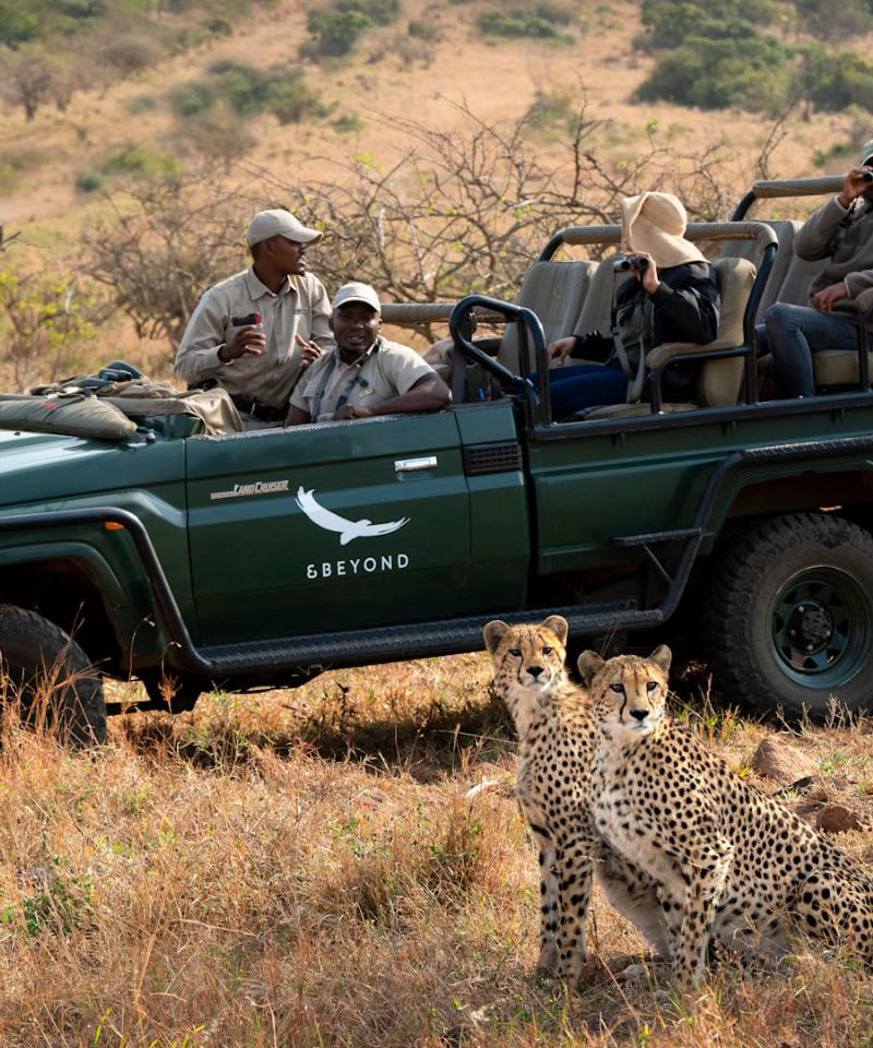 south-africa-phinda-private-game-reserve-game-drive-cheetah
