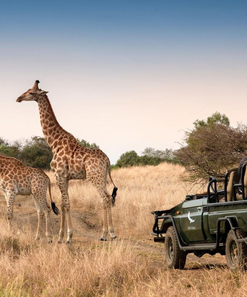 south-africa-phinda-private-game-reserve-game-drive-giraffe