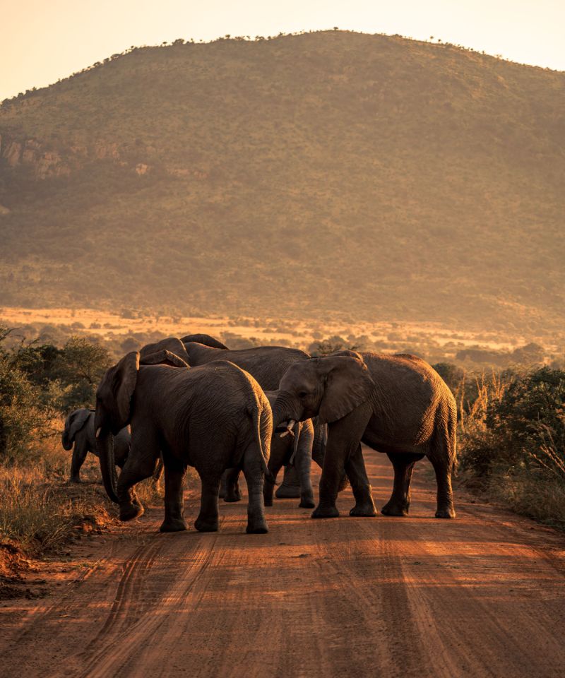 vertical-shot-of-african-bush-elephants-in-pilanes-2023-11-27-05-16-04-utc (1)