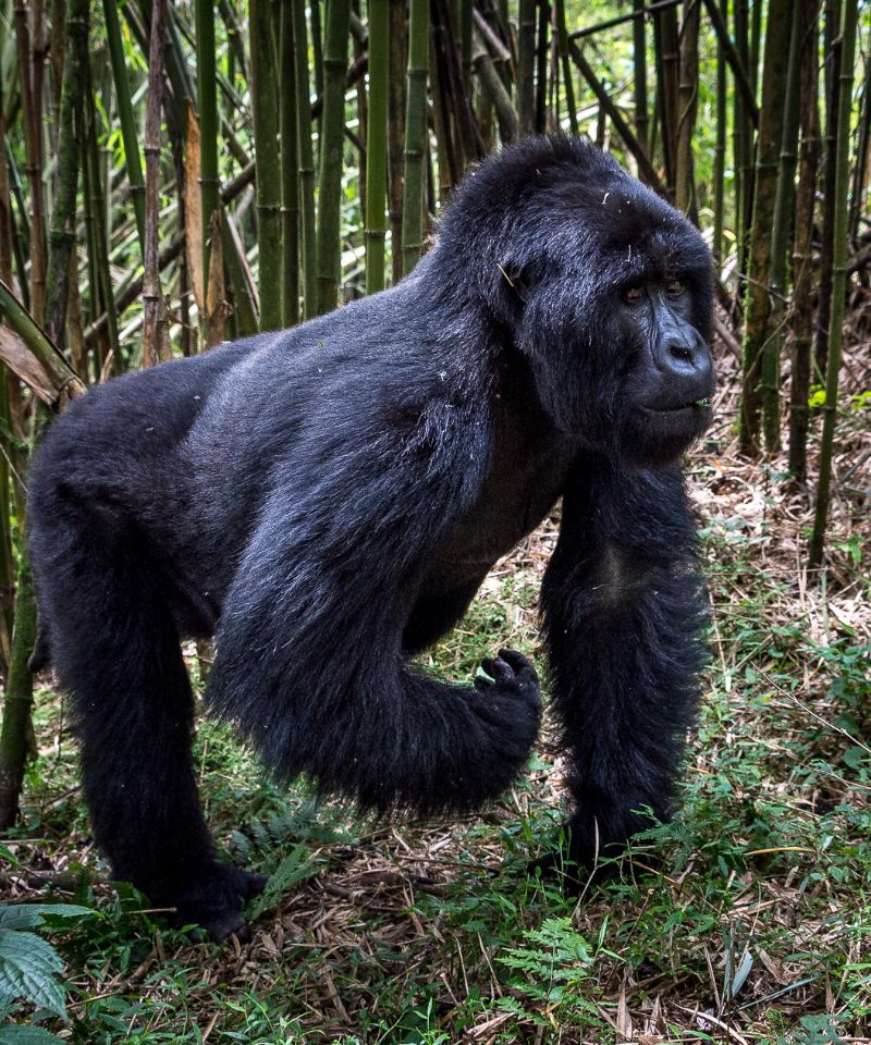 volcanoes-majestic-mountain-gorillas