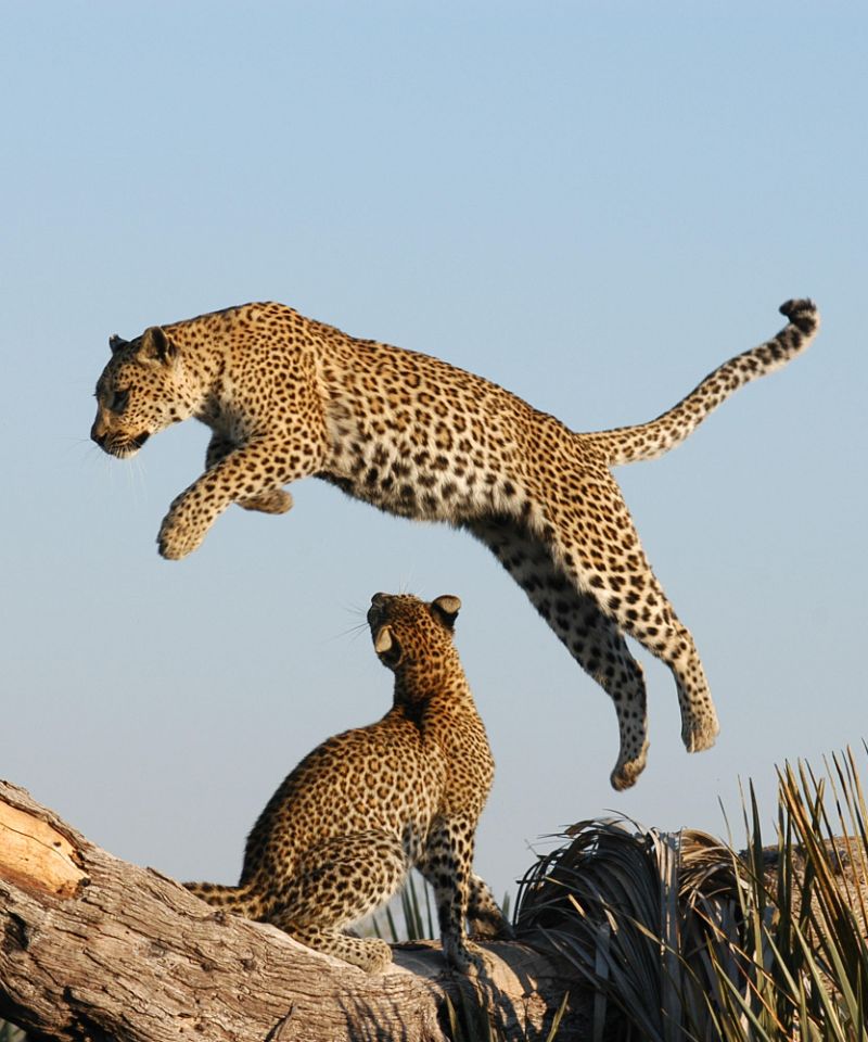 botswana-discover-the-real-botswana