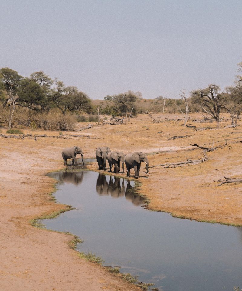chobe-region-unique-tapestry