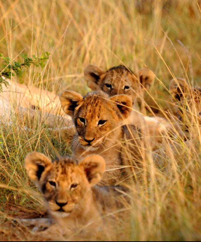 kariega-cultural-encounters
