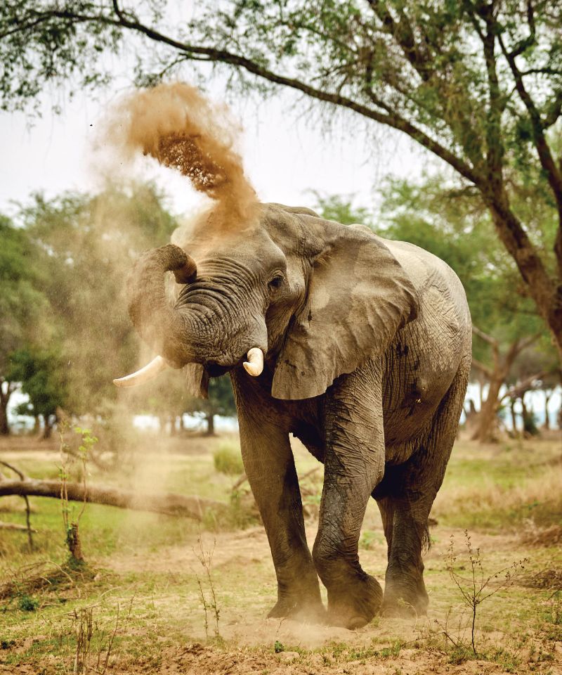 lower-zambezi-wildlife-symphony